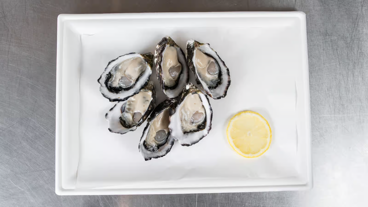 pacific oysters